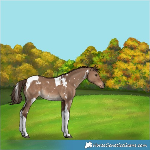 Horse Color:White Spotted Liver Red Dun Tobiano 