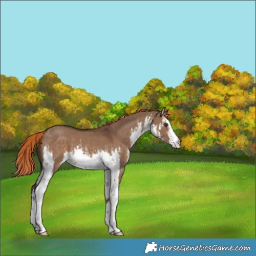 Horse Color:White Spotted Liver Red Dun 
