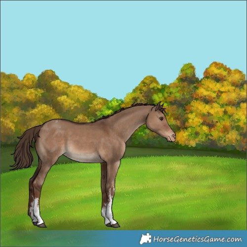 Horse Color:White Spotted Liver Red Dun Appaloosa