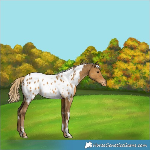 Horse Color:White Spotted Chocolate Palomino Dun Appaloosa 