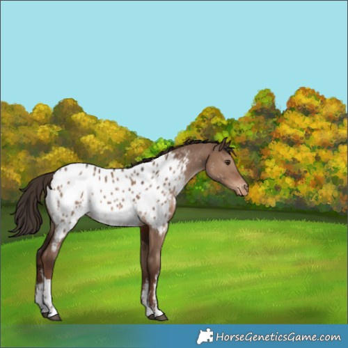 Horse Color:White Spotted Liver Red Dun Appaloosa 