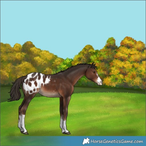 Horse Color:White Spotted Liver Chestnut Appaloosa 