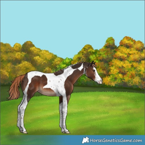 Horse Color:White Spotted Liver Chestnut Tobiano 