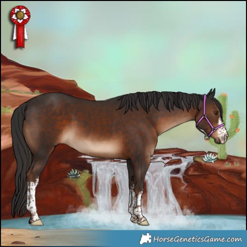 Horse Color:White Spotted Liver Chestnut 