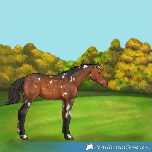 Horse Color:White Spotted Bay 