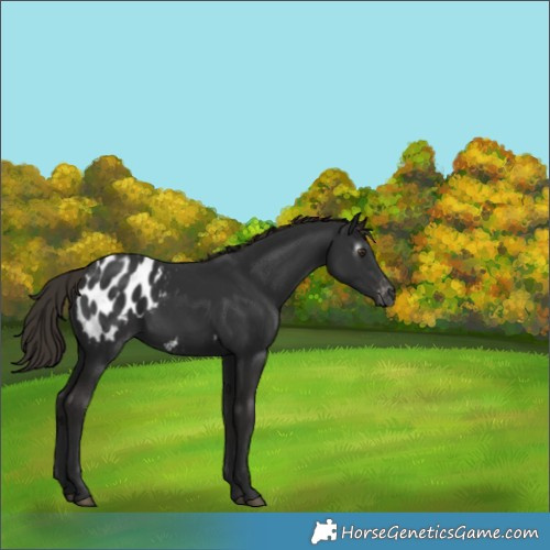 Horse Color:Gray Liver Chestnut Appaloosa Rabicano 