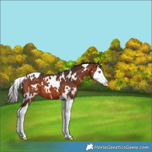 Horse Color:White Spotted Bay Splash