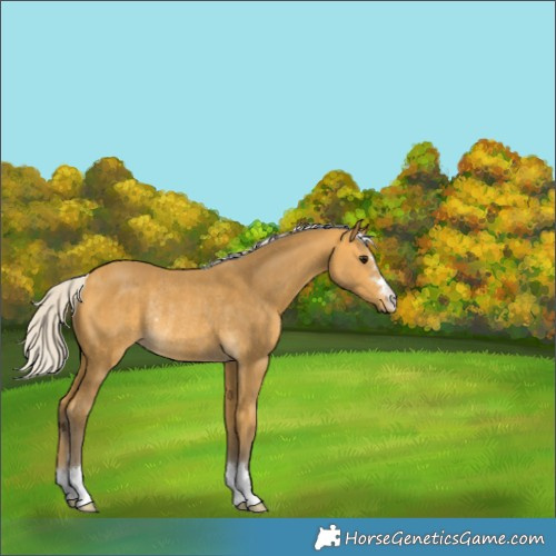 Horse Color:Silver Buckskin Rabicano 