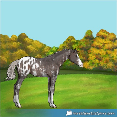 Horse Color:Silver Brown Sabino Appaloosa Rabicano 