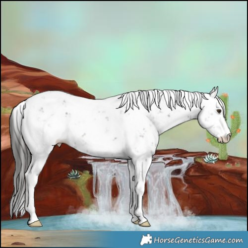 Horse Color:Liver Chestnut Sabino 