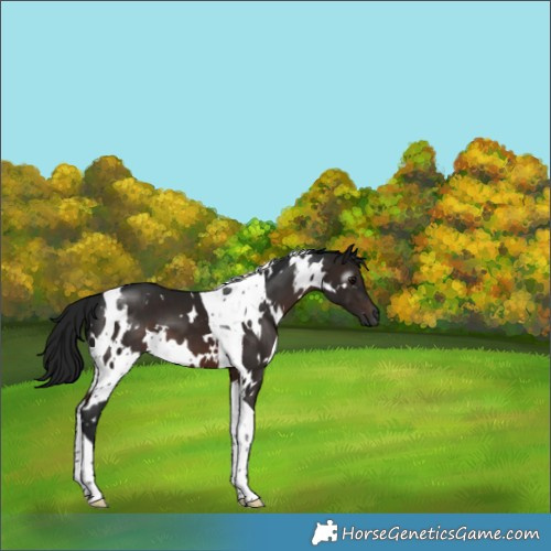 Horse Color:Gray White Spotted Brown Tobiano 