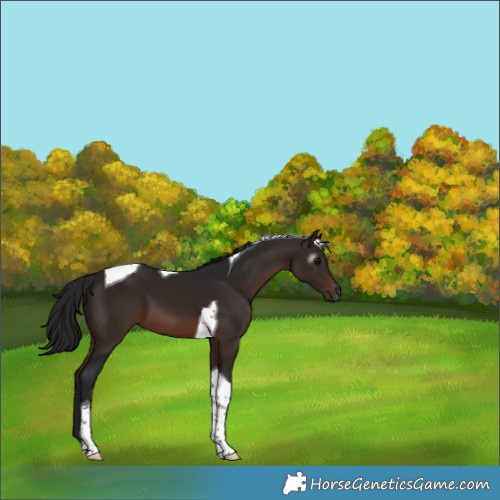 Horse Color:Gray Bay Tobiano 