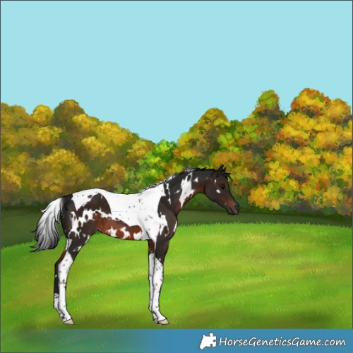 Horse Color:Gray White Spotted Brown Tobiano 