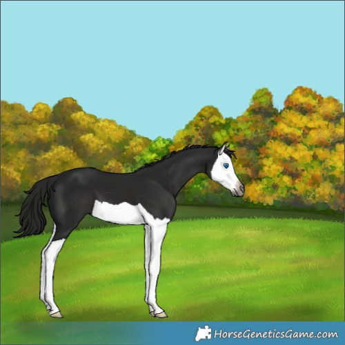 Horse Color:Gray Black Splash 