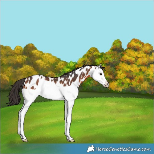 Horse Color:Bay Splash Near Leopard Rabicano 