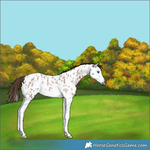 Horse Color:Gray Red Roan Splash Near Leopard 