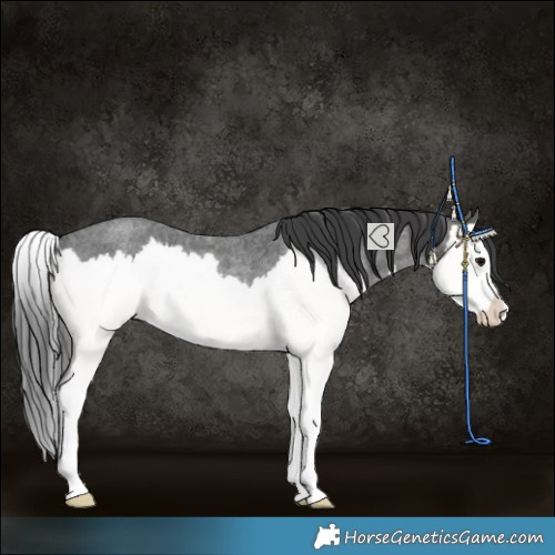 Horse Color:Blue Roan Splash Rabicano 