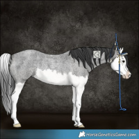 Horse Color:Blue Roan Splash Rabicano