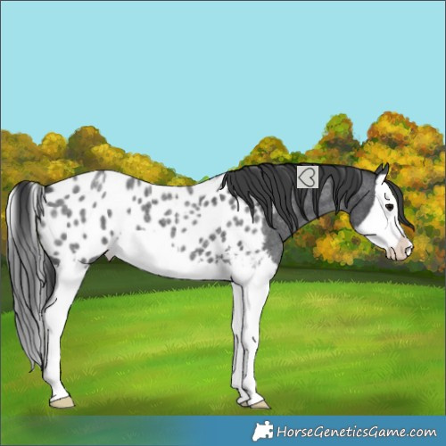 Horse Color:Blue Roan Splash Near Leopard 