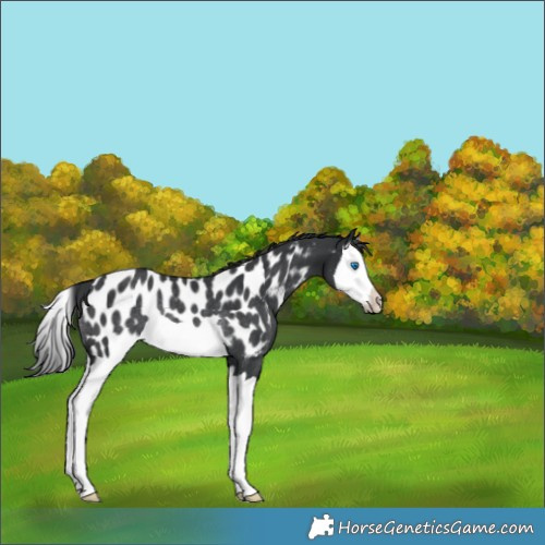 Horse Color:Black Splash Near Leopard Rabicano 