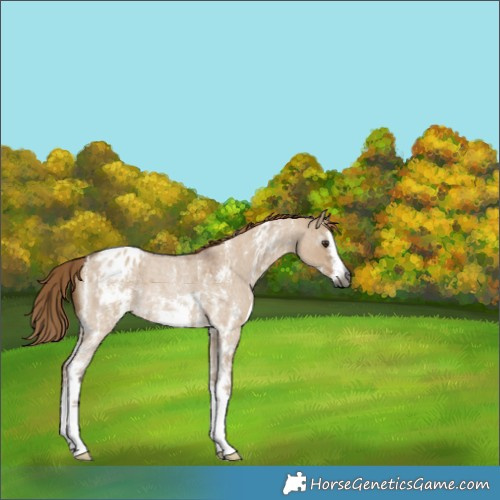 Horse Color:Gray Red Dun Roan Sabino Varnish Rabicano 