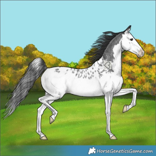 Horse Color:Blue Roan Splash Appaloosa Rabicano 