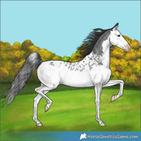 Horse Color:Blue Roan Splash Appaloosa Rabicano