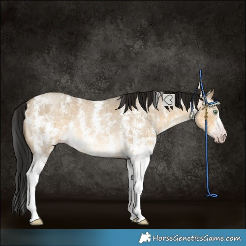 Horse Color:Gray Sable Cream Champagne Roan Dun Sabino Rabicano 