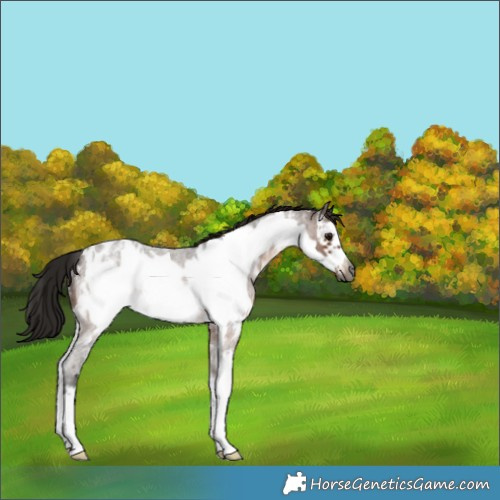 Horse Color:Gray Bay Roan Sabino Frame Blanket Rabicano 