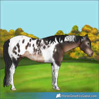 Horse Color:Gray Bay Tobiano Blanket Rabicano 