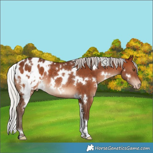 Horse Color:White Spotted Silver Brown Blanket Rabicano 