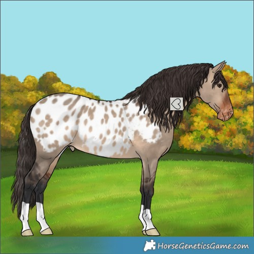 Horse Color:Brown Dun Appaloosa 