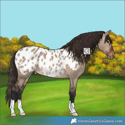 Horse Color:Brown Dun Appaloosa 