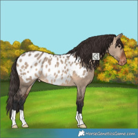 Horse Color:Brown Dun Appaloosa 