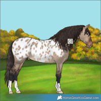 Horse Color:Brown Dun Appaloosa