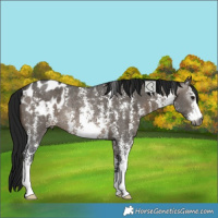 Horse Color:Gray Brown Dun Sabino Varnish Rabicano 