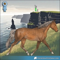 Horse Color:Chocolate Palomino 