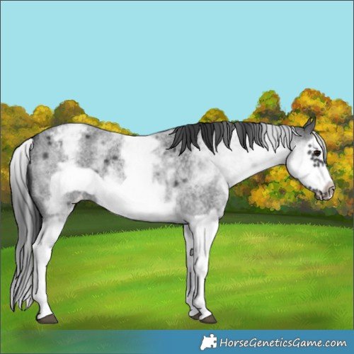 Horse Color:White Spotted Blue Roan Splash Frame Appaloosa 