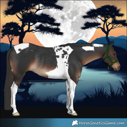 Horse Color:Liver Chestnut Tobiano Rabicano