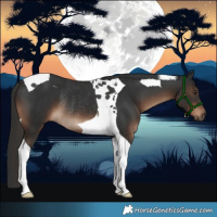 Horse Color:Liver Chestnut Tobiano Rabicano 