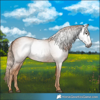 Horse Color:Gray Chestnut 