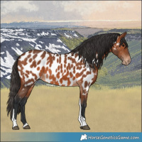 Horse Color:Bay Tobiano Near Leopard 