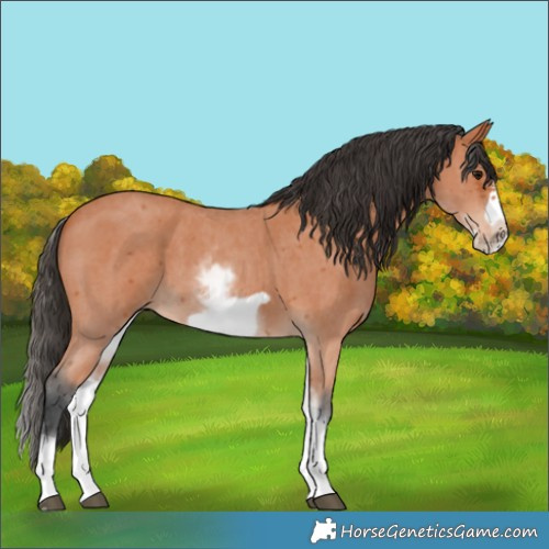 Horse Color:White Spotted Bay Sabino Frame 