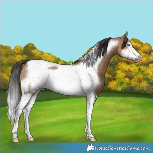 Horse Color:Brown Dun Tobiano Frame Rabicano 