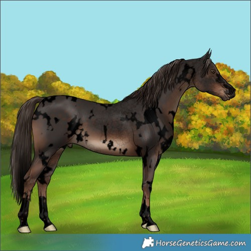 Horse Color:Void White Spotted Liver Chestnut 