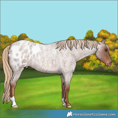 Horse Color:Red Roan Appaloosa 