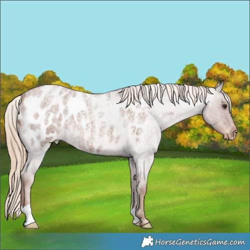 Horse Color:Red Roan Blanket 