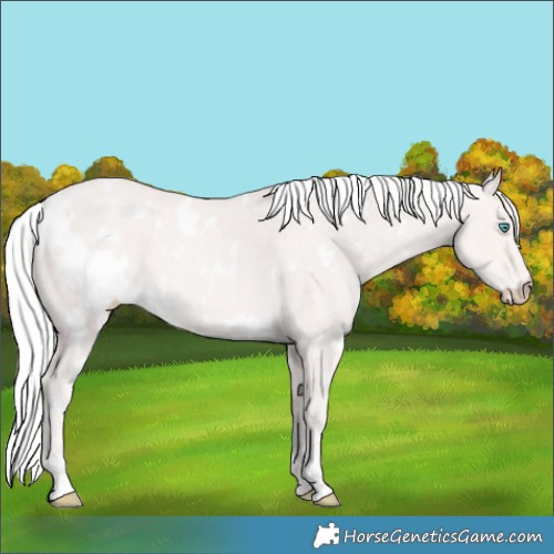 Horse Color:White Spotted Cremello Rabicano 