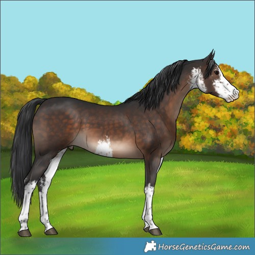 Horse Color:White Spotted Brown 