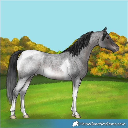 Horse Color:Platinum Brown Roan Tobiano